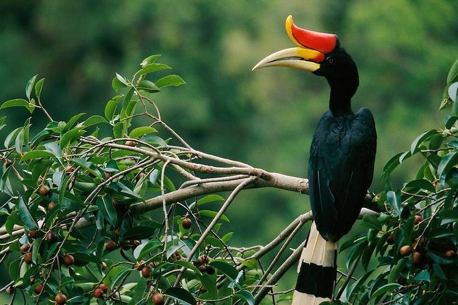 2-Night Danum Valley Borneo Rainforest Lodge Hiking and Wildlife Adventure - Key points worth knowing before you go
