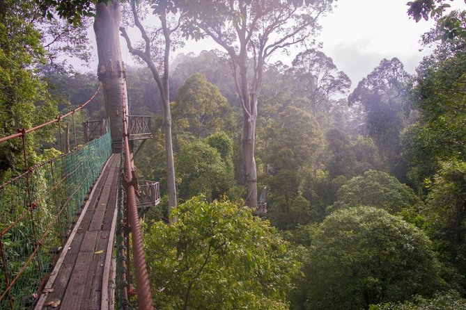 2-Night Danum Valley Borneo Rainforest Lodge Hiking and Wildlife Adventure - Day 1 in Sabah’s lowland rainforest: arrival, intro trails, and the canopy walkway