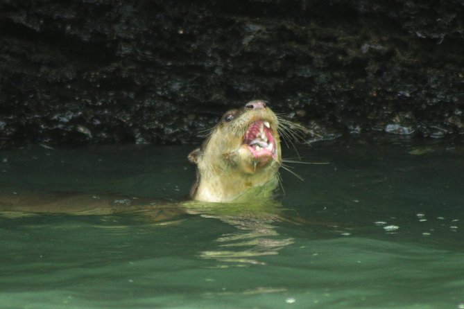 5 Hours Sharing Basis Kilim Mangrove Safari Boat Tour in Langkawi - Price and Value: What You Get for $38 in Langkawi