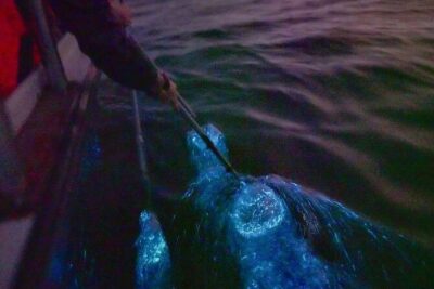Amazing Fireflies With Blue Tears Watching & Kuala Selangor Tour