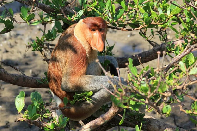 Bako National Park - Lunch at Bako Canteen: plan for meals you pay for yourself