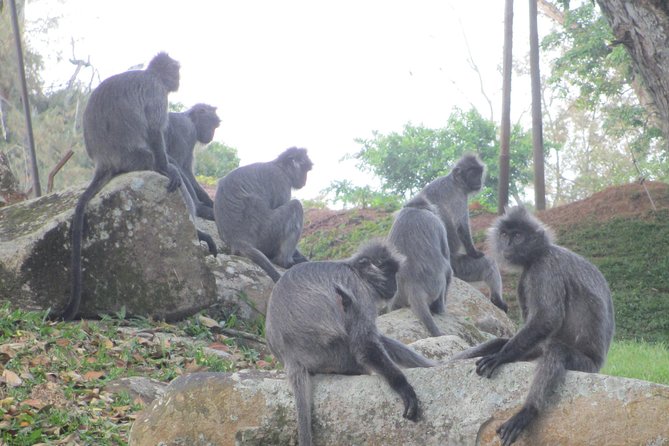 Batu Caves,Hot Spring, Monkey & Fireflies Tour with Dinner - Stop 1: Batu Caves, limestone stairs, and temple rules
