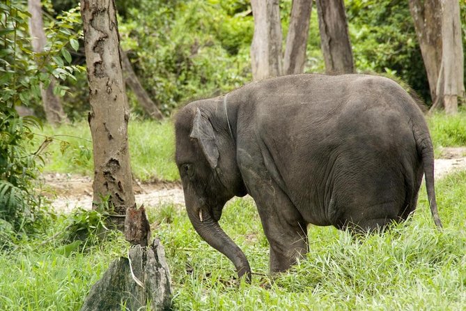 Batu Caves & Kuala Gandah Elephant Sanctuary Full-Day Tour - Key Things To Know Before You Go