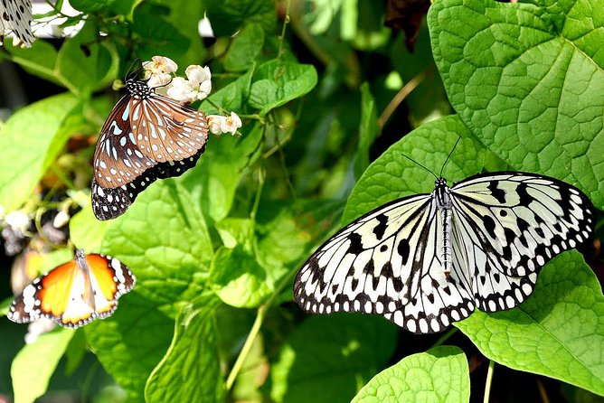 Bird Park & Butterfly Farm Nature Include All Entrance Tour From Kuala Lumpur - Key things I’d watch for on this Kuala Lumpur nature tour