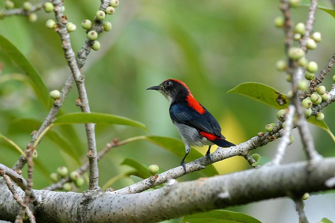 Birdwatching Tour in Langkawi - Key Things You’ll Notice on This Langkawi Bird Tour