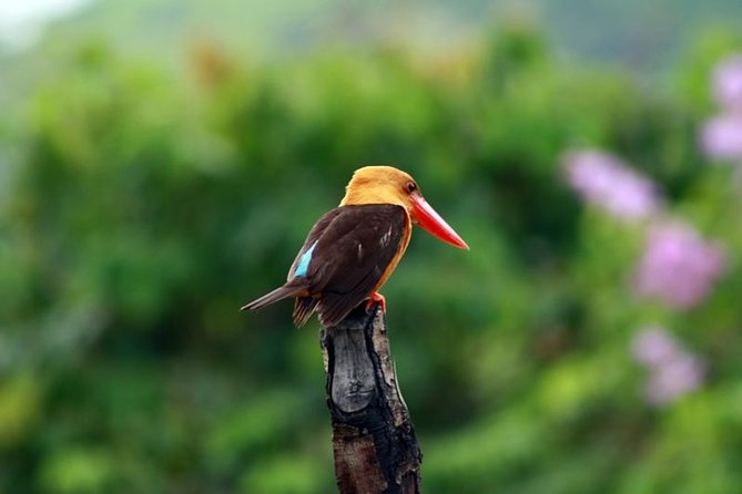 Birdwatching Tour in Langkawi - How the JungleWalla Bird Tour Unfolds, From Village Water to Higher Ground