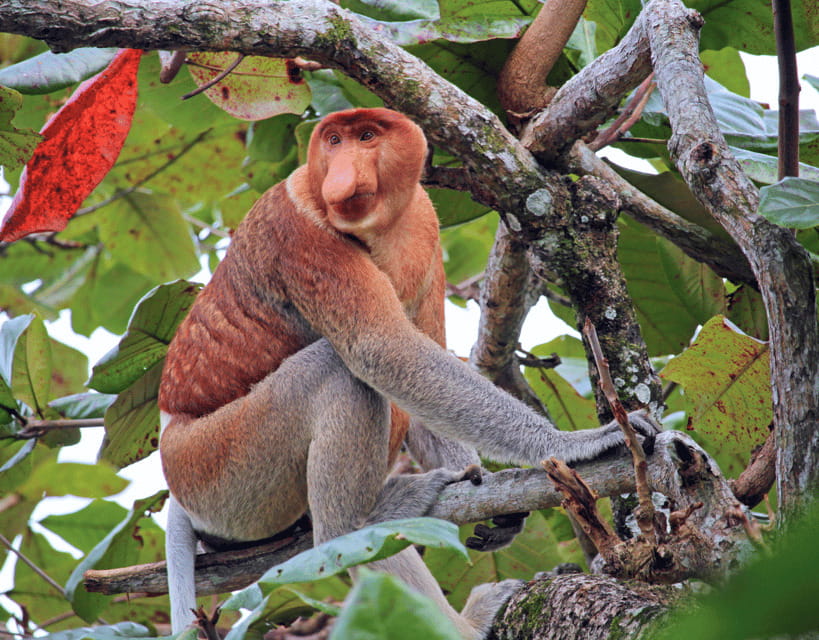 Bongawan River Cruise: Proboscis Monkey & Fireflies Viewing - Firefly Viewing: A Nighttime Show You Have to Experience in the Dark