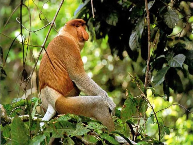 Bongawan Wetland: Proboscis Monkey and Fireflies Shared Tour - Key Things That Make This Tour Worth Your Time