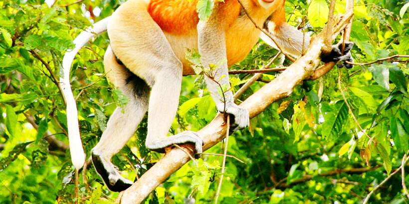 Bongawan Wetland: Proboscis Monkey and Fireflies Shared Tour - Guides Matter: Eddie, DanDan, and Alan Set the Tone