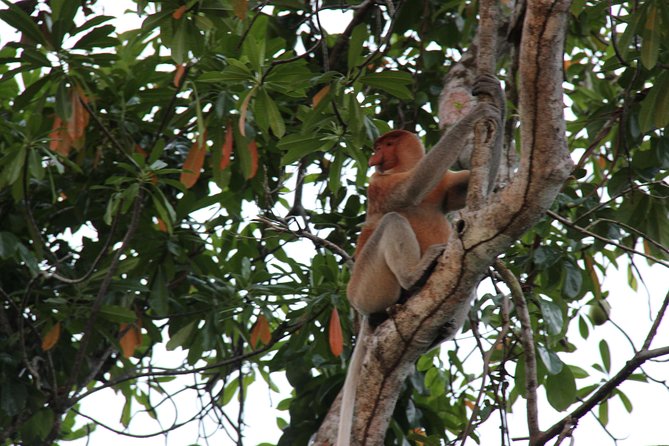 Borneo (Klias) River Cruise & Fireflies Tour - Key things you’ll notice on this Klias cruise