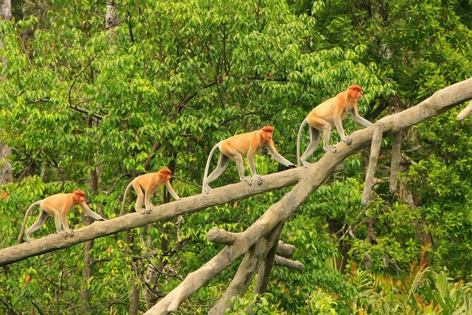 Borneo (Klias) River Cruise & Fireflies Tour - Your 9-hour Klias plan, from pickup to the starry return