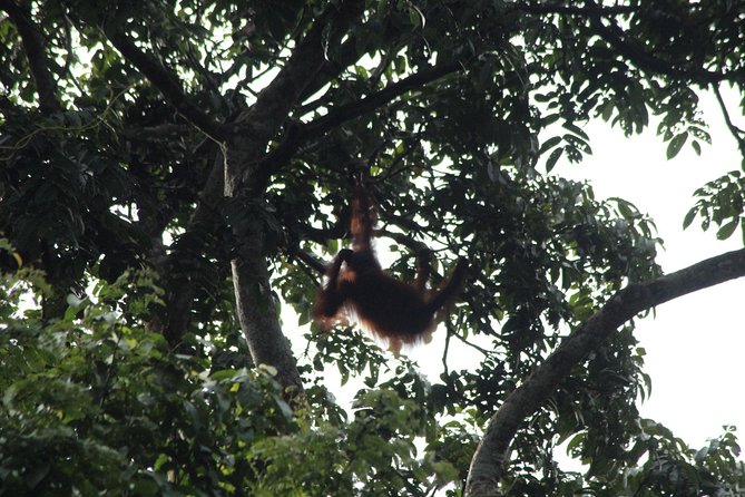 Borneo Wildlife Tour 3 Days 2 Nights At Tanjung Bulat Jungle Camp Kinabatangan - Key Highlights You Will Actually Care About