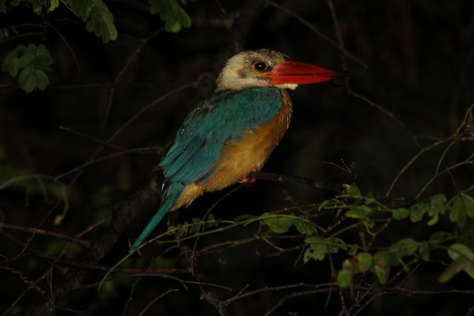 Borneo Wildlife Tour 3 Days 2 Nights At Tanjung Bulat Jungle Camp Kinabatangan - The “Small Group, Big Spotting” Advantage With Up to 12 People