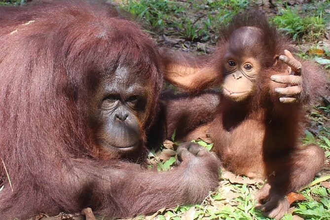 Bukit Merah Orang Utan and Penang City Private Tour - Key highlights to know before you go