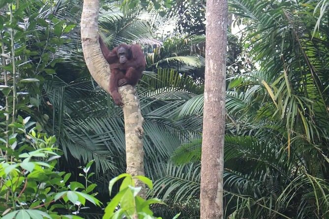 Bukit Merah Orang Utan and Penang City Private Tour - Why this Penang mix works so well