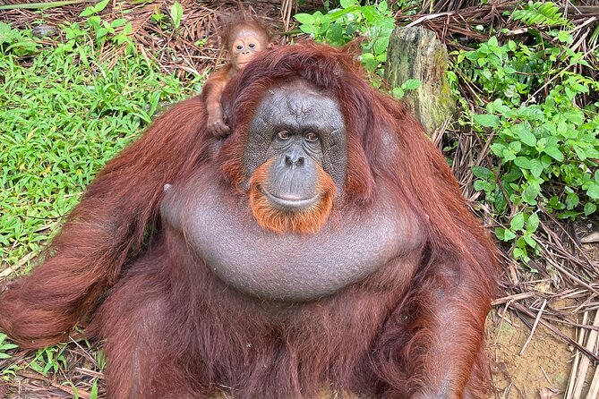 Bukit Merah Orang Utan and Penang City Private Tour - Stop 1 at Bukit Merah: orangutans, conservation, and a safer viewing style
