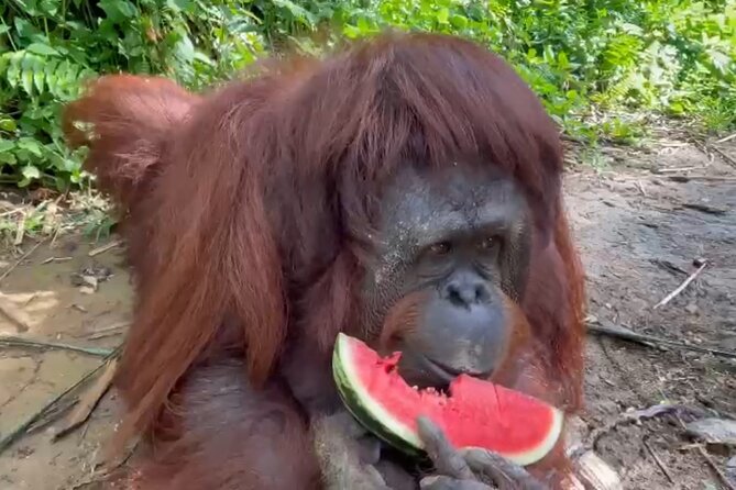 Bukit Merah Orang Utan and Penang City Private Tour - Stop 2: Chew Jetty for an on-water Penang story