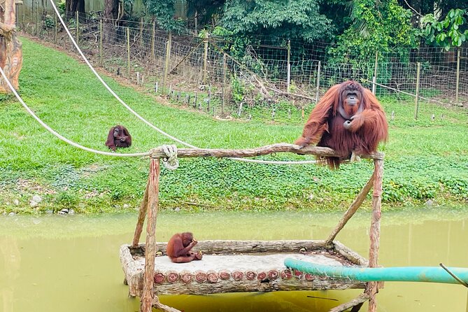 Bukit Merah Orang Utan and Penang City Private Tour - Stop 3: George Town street art, murals, and quick cultural context