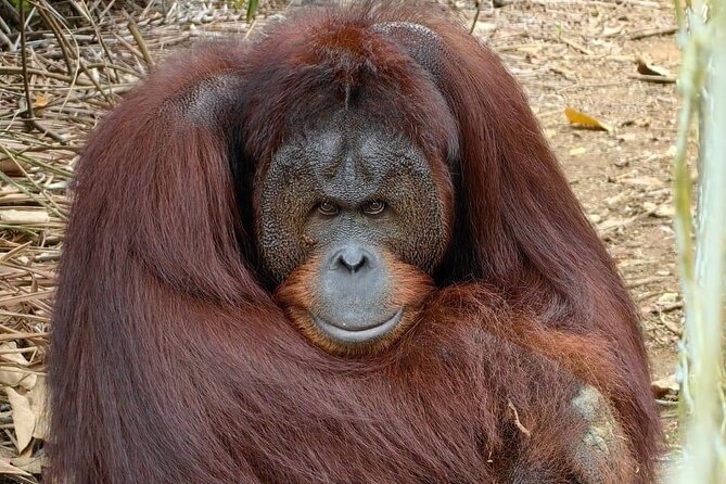 Bukit Merah Orang Utan and Penang City Private Tour - Getting around: private pickup, smooth timing, minimal stress