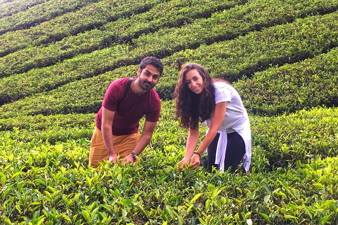 Cameron Highland Best Day Tour from Ipoh with Lunch ( Day Trip) - Lunch, snacks, and bottled water: included value you can actually feel