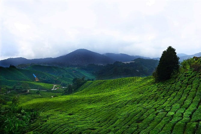 Cameron Highland Day-Trip from Kuala Lumpur - Key Highlights Worth Knowing