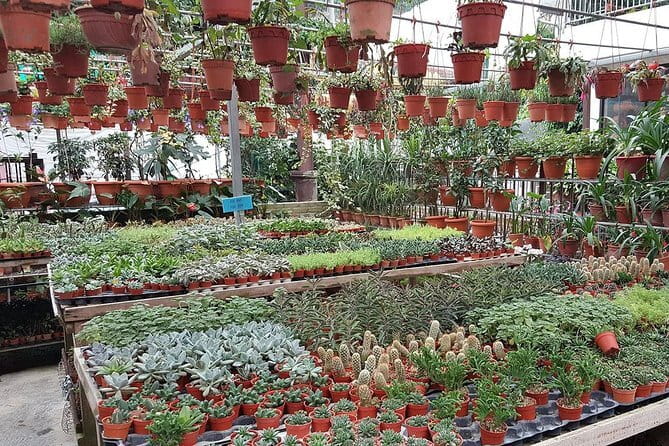 Cameron Highland Day-Trip from Kuala Lumpur - Stop 4: Cactus Valley Free Admission and a Plant-Spotter’s Stop
