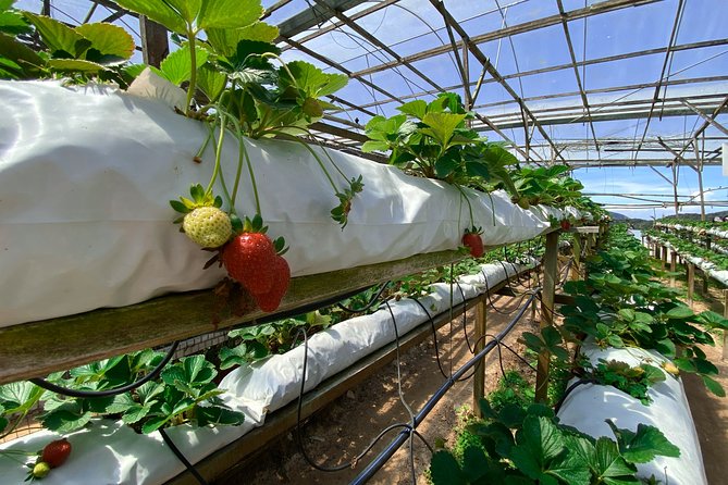 Cameron Highland Full Day Tour from KL City (Private) - Highland Vegetable Farms and Markets: Real Food Energy