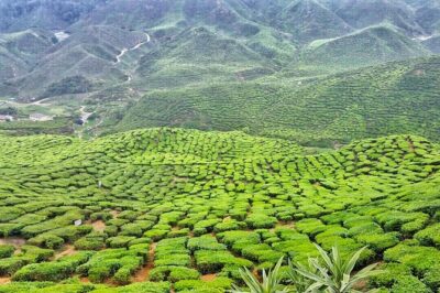 Cameron Highland Full Day Tour from KL City (Private)