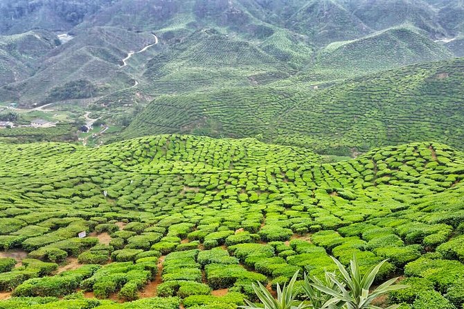 Cameron Highland Full Day Tour from KL City (Private) - Tea Plantation Views: What You See, What You Learn, What You Can Skip