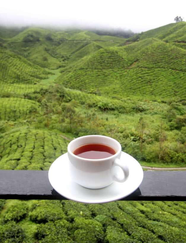 Cameron Highlands 1 Day Tour from Kuala Lumpur - Key highlights worth your attention