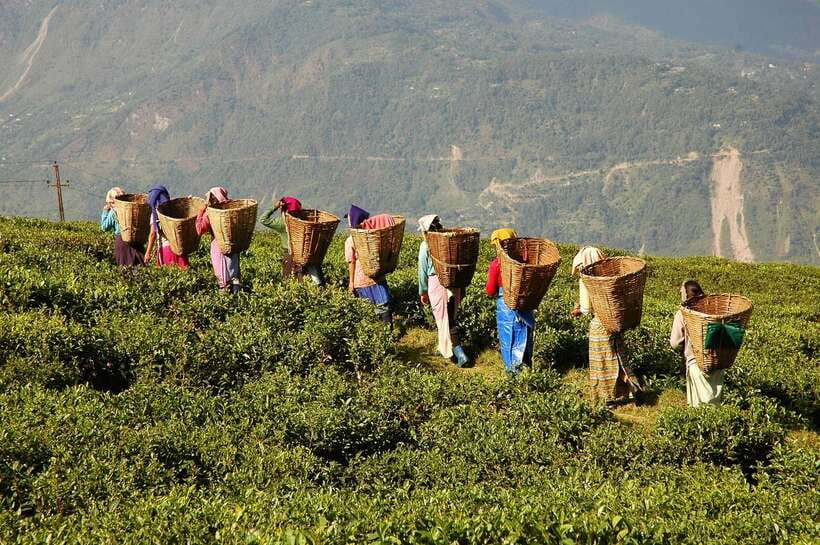Cameron Highlands 1 Day Tour from Kuala Lumpur - Cameron Highlands in one day: what you really get