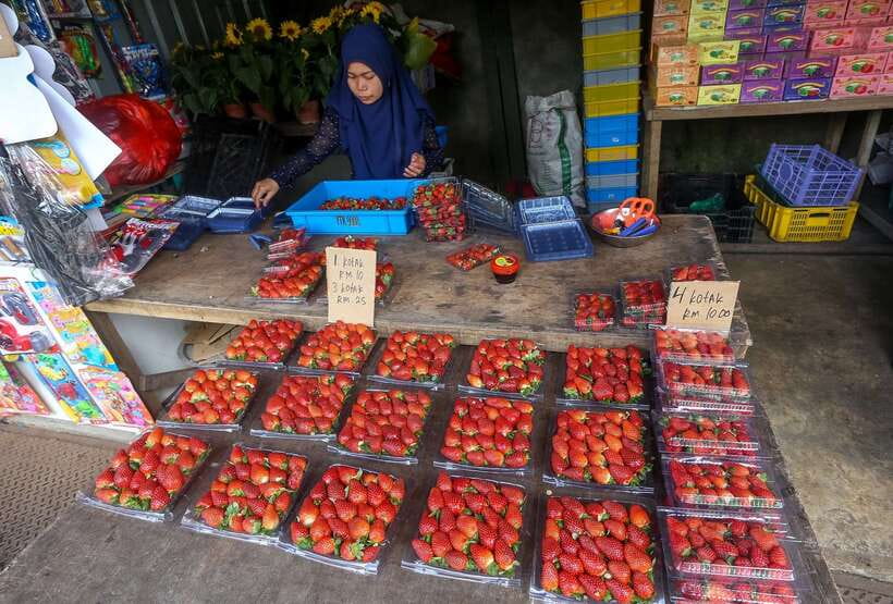 Cameron Highlands 1 Day Tour from Kuala Lumpur - First taste of the hills: Bharat tea plantation and tea visits