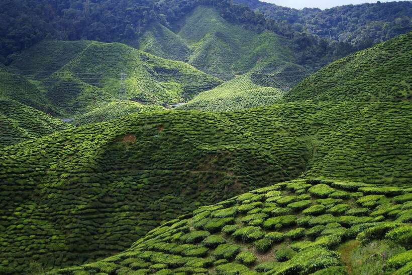 Cameron Highlands 1 Day Tour from Kuala Lumpur - Strawberry farm: the hands-on highlight