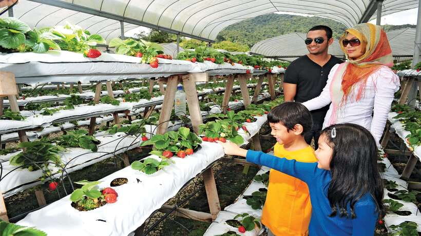 Cameron Highlands 1 Day Tour from Kuala Lumpur - Tanah Rata and Brinchang towns: where the day turns real