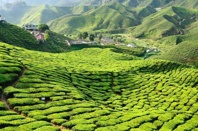 Cameron Highlands, Garden of Nature Full Day Private Guided Tour - Key highlights worth your attention