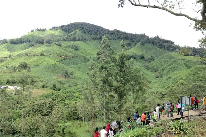 Cameron Highlands, Garden of Nature Full Day Private Guided Tour - Steam-boat lunch: the meal that keeps the day moving