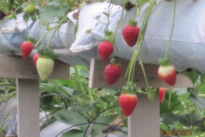 Cameron Highlands, Garden of Nature Full Day Private Guided Tour - Guides and drivers: where the experience really lives