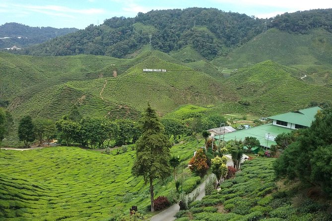 Cameron Highlands: Nature's Wonder Amazing Rafflesia Explorer - Rafflesia in the real world, buds, sexes, and the timing gamble