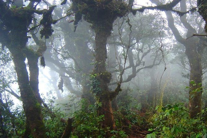 Cameron Highlands: Nature's Wonder Amazing Rafflesia Explorer - How the day flows: minivan comfort, moderate trekking, and variable hours
