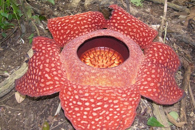 Cameron Highlands: Nature's Wonder Amazing Rafflesia Explorer - Tanah Rata countryside stops, King’s Village meaning and Ngow Kee