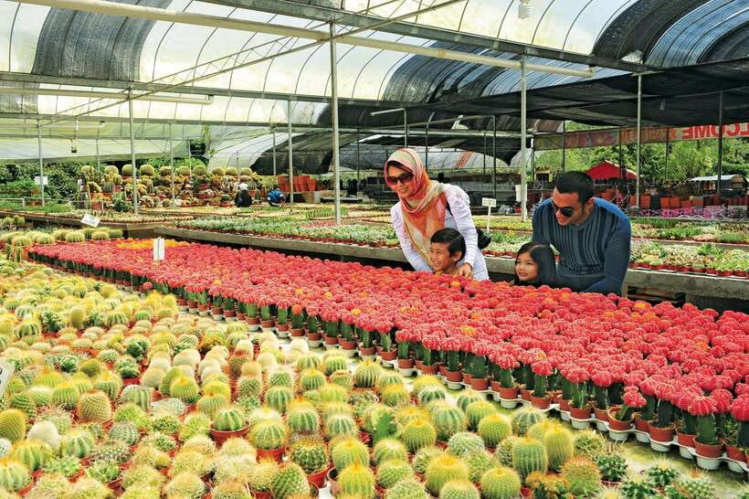 Cameron Highlands Private Day Tour from Kuala Lumpur - Private Cameron Highlands Day Tour From Kuala Lumpur, What Makes It Work