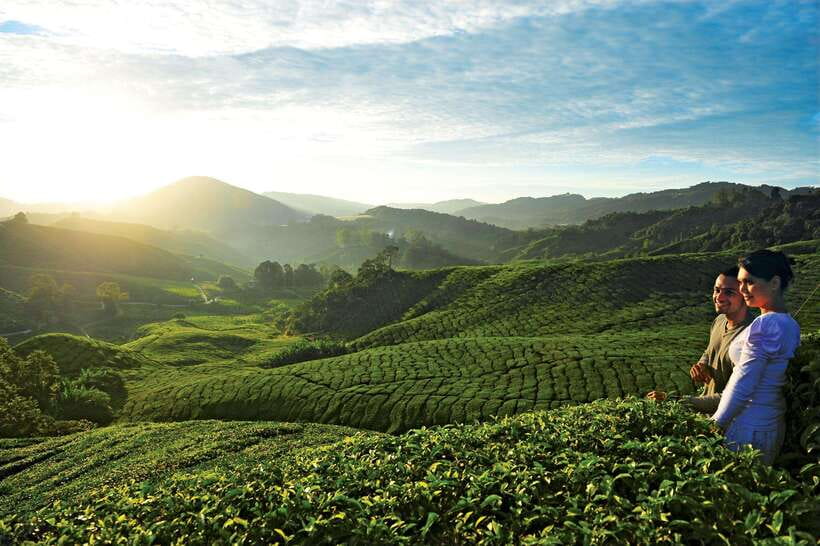 Cameron Highlands Private Day Tour from Kuala Lumpur - The 3-Hour Drive Each Way, and How to Make It Feel Less Long