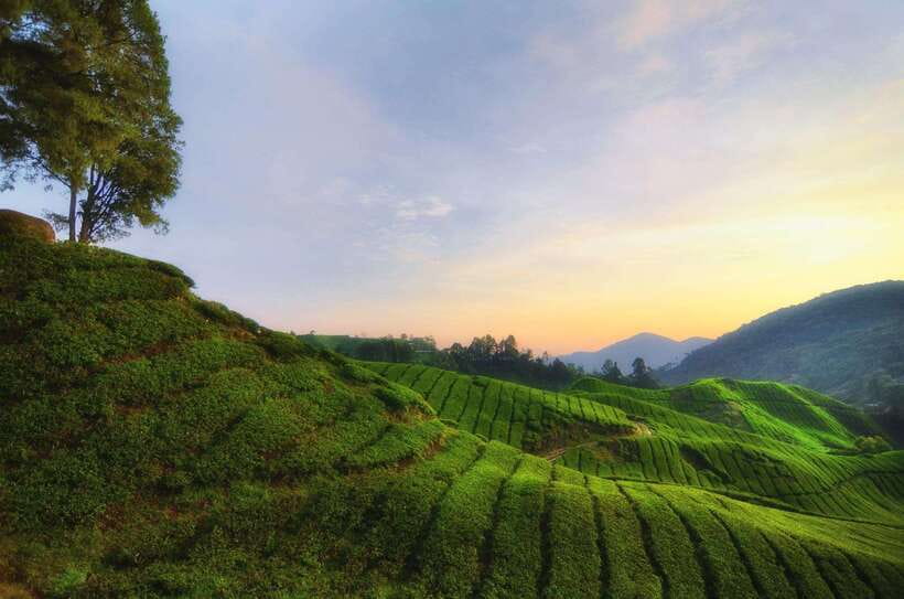 Cameron Highlands Private Day Tour from Kuala Lumpur - Cactus Valley or Lavender Garden, Choose Your Walk Style