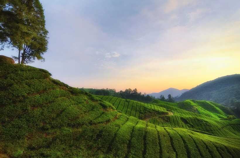 Cameron Highlands Private Day Tour from Kuala Lumpur - Kea Farm Market Stroll, How to Use the Included Time