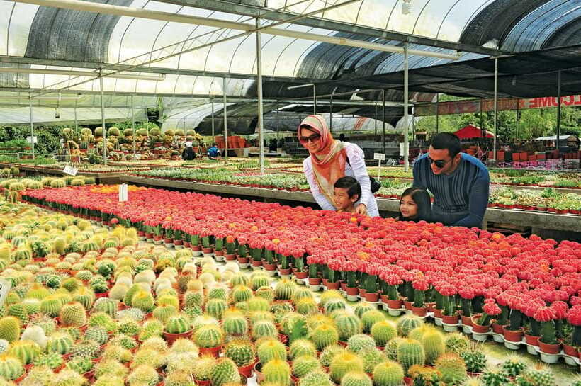 Cameron Highlands Private Day Tour from Kuala Lumpur - Who This Private Tour Fits Best, and Who Should Rethink It