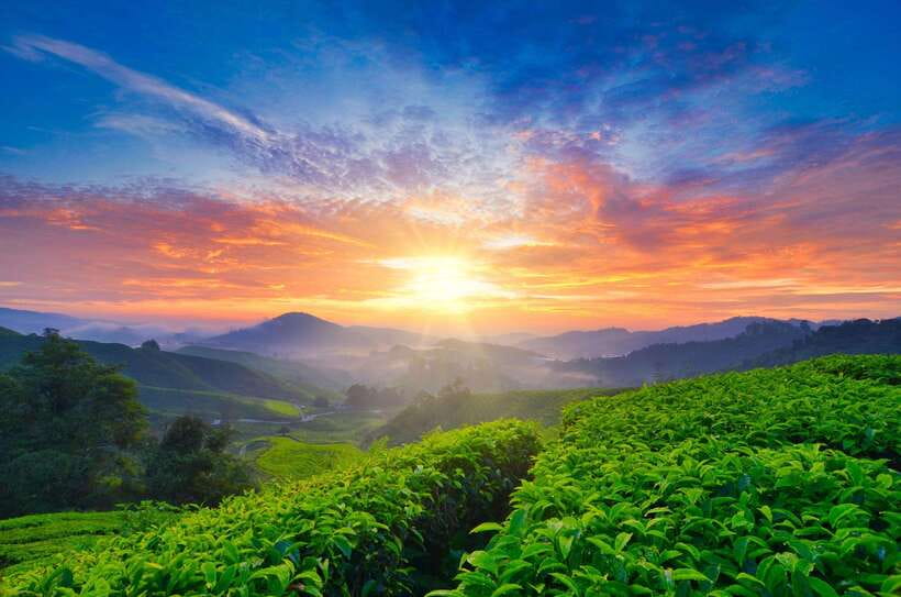 Cameron Highlands Private Tour with Tea Plantation Visit - Key Takeaways Before You Go
