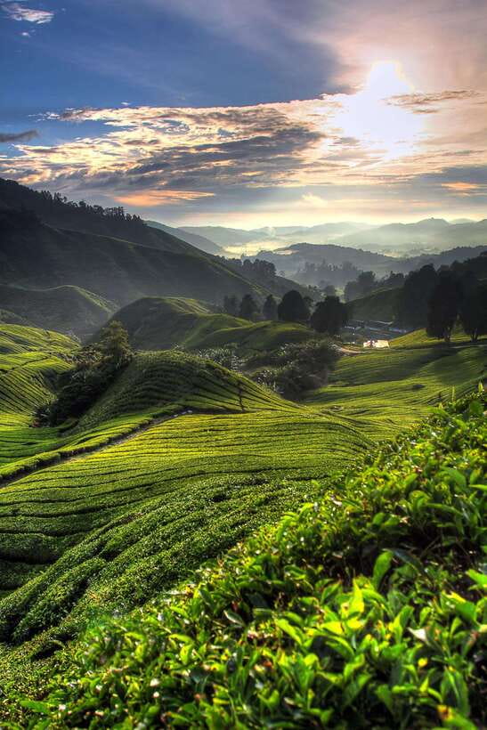 Cameron Highlands Private Tour with Tea Plantation Visit - Why This Private Cameron Highlands Day Feels Worth It