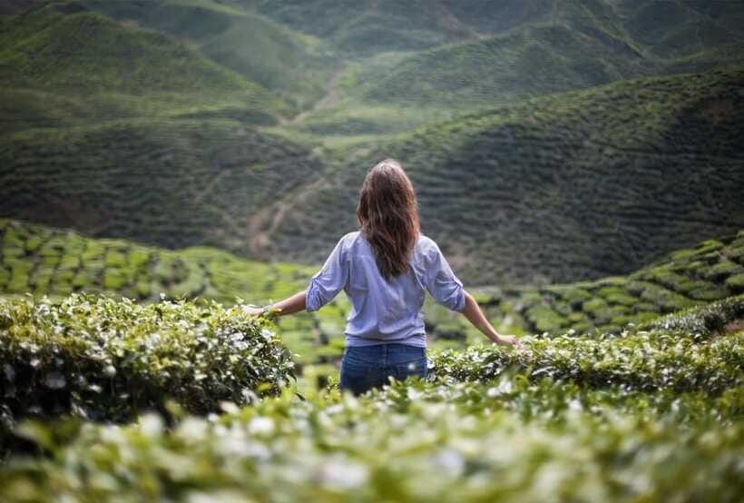 Cameron Highlands Private Tour with Tea Plantation Visit - Local Market and Butterfly Garden Add-Ons: What You Might See
