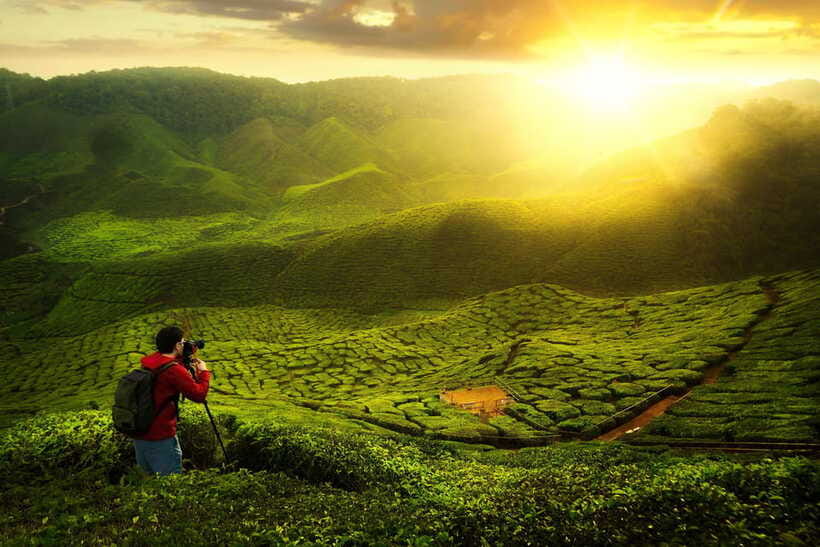 Cameron Highlands Private Tour with Tea Plantation Visit - Who Should Book This Tour, and Who Should Think Twice