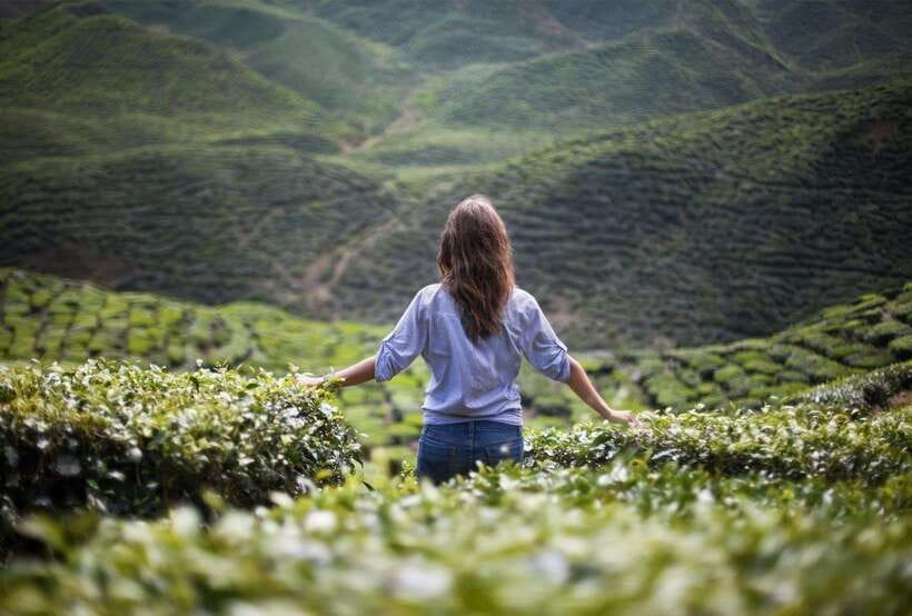 Cameron Highlands Private Tour with Tea Plantation Visit - Getting There From Bukit Bintang: The 2.5-Hour Ride Each Way
